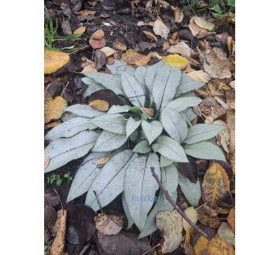 Медунка довголиста ‘Маджесте’ ( Pulmonaria longifolia ‘Majeste’)